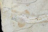 Cretaceous Shark, Ray, Fish & Shrimp Association - Lebanon #88989-4